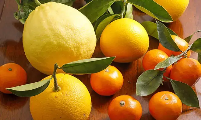 赤穂のかんきつフルーツ