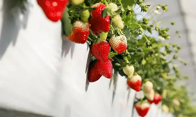 赤穂のストロベリー
