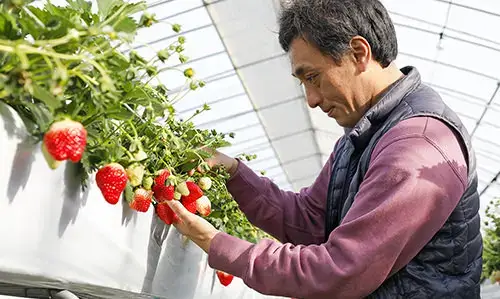 天敵昆虫を利用し、極力農薬を使わず栽培。栄養が行き渡るよう地道に摘花も