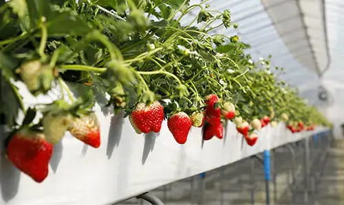 低めの温度で長い日数栽培すると、糖分が十分に蓄積される